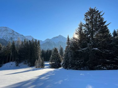 İsviçre Alpleri 'ndeki Valbella ve Lenzerheide tatil beldelerinin üzerindeki kar yağışı sonrası tipik bir kış atmosferindeki alp ağaçlarının resimli gölgeleri - İsviçre' deki Grisonlar Kantonu (Schweiz)