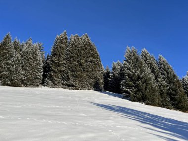 İsviçre Alpleri 'ndeki Valbella ve Lenzerheide tatil beldelerinin üzerindeki kar yağışı sonrası tipik bir kış atmosferindeki alp ağaçlarının resimli gölgeleri - İsviçre' deki Grisonlar Kantonu (Schweiz)