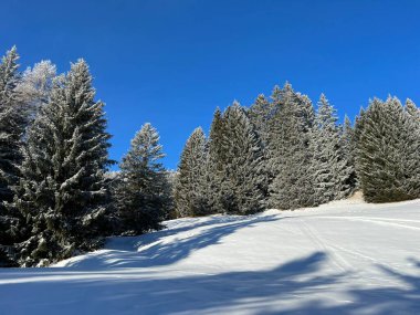 İsviçre Alpleri 'ndeki Valbella ve Lenzerheide tatil beldelerinin üzerindeki kar yağışı sonrası tipik bir kış atmosferindeki alp ağaçlarının resimli gölgeleri - İsviçre' deki Grisonlar Kantonu (Schweiz)