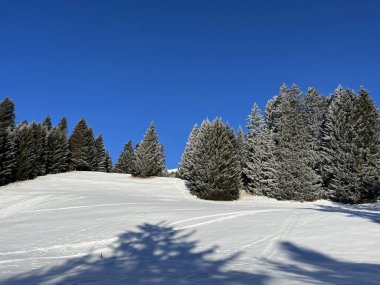 İsviçre Alpleri 'ndeki Valbella ve Lenzerheide tatil beldelerinin üzerindeki kar yağışı sonrası tipik bir kış atmosferindeki alp ağaçlarının resimli gölgeleri - İsviçre' deki Grisonlar Kantonu (Schweiz)