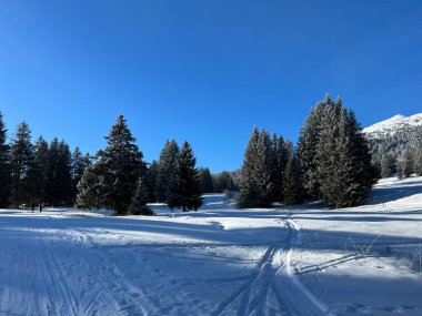 İsviçre Alpleri 'ndeki Valbella ve Lenzerheide tatil beldelerinin üzerindeki kar yağışı sonrası tipik bir kış atmosferindeki alp ağaçlarının resimli gölgeleri - İsviçre' deki Grisonlar Kantonu (Schweiz)