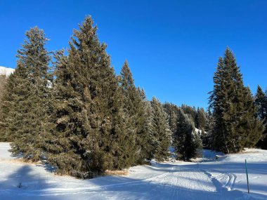 İsviçre Alpleri 'ndeki Valbella ve Lenzerheide tatil beldelerinin üzerindeki kar yağışı sonrası tipik bir kış atmosferindeki alp ağaçlarının resimli gölgeleri - İsviçre' deki Grisonlar Kantonu (Schweiz)