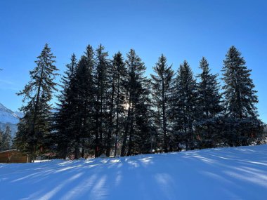 İsviçre Alpleri 'ndeki Valbella ve Lenzerheide tatil beldelerinin üzerindeki kar yağışı sonrası tipik bir kış atmosferindeki alp ağaçlarının resimli gölgeleri - İsviçre' deki Grisonlar Kantonu (Schweiz)