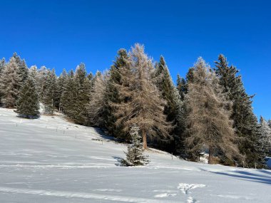 İsviçre Alpleri 'ndeki Valbella ve Lenzerheide tatil beldelerinin üzerindeki kar yağışı sonrası tipik bir kış atmosferindeki alp ağaçlarının resimli gölgeleri - İsviçre' deki Grisonlar Kantonu (Schweiz)