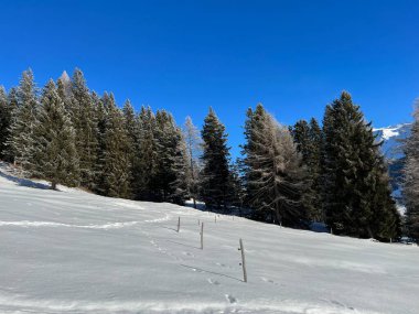İsviçre Alpleri 'ndeki Valbella ve Lenzerheide tatil beldelerinin üzerindeki kar yağışı sonrası tipik bir kış atmosferindeki alp ağaçlarının resimli gölgeleri - İsviçre' deki Grisonlar Kantonu (Schweiz)