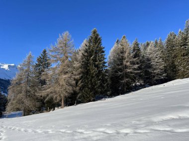 İsviçre Alpleri 'ndeki Valbella ve Lenzerheide tatil beldelerinin üzerindeki kar yağışı sonrası tipik bir kış atmosferindeki alp ağaçlarının resimli gölgeleri - İsviçre' deki Grisonlar Kantonu (Schweiz)