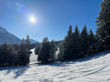 İsviçre Alpleri 'ndeki Valbella ve Lenzerheide tatil beldelerinin üzerindeki kar yağışı sonrası tipik bir kış atmosferindeki alp ağaçlarının resimli gölgeleri - İsviçre' deki Grisonlar Kantonu (Schweiz)