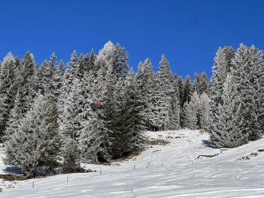 İsviçre Alpleri 'ndeki Valbella ve Lenzerheide tatil beldelerinin üzerindeki kar yağışı sonrası tipik bir kış atmosferindeki alp ağaçlarının resimli gölgeleri - İsviçre' deki Grisonlar Kantonu (Schweiz)
