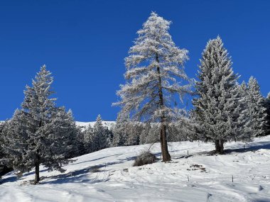 İsviçre Alpleri 'ndeki Valbella ve Lenzerheide tatil beldelerinin üzerindeki kar yağışı sonrası tipik bir kış atmosferindeki alp ağaçlarının resimli gölgeleri - İsviçre' deki Grisonlar Kantonu (Schweiz)