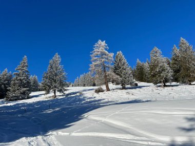 İsviçre Alpleri 'ndeki Valbella ve Lenzerheide tatil beldelerinin üzerindeki kar yağışı sonrası tipik bir kış atmosferindeki alp ağaçlarının resimli gölgeleri - İsviçre' deki Grisonlar Kantonu (Schweiz)