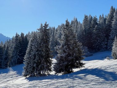 İsviçre Alpleri 'ndeki Valbella ve Lenzerheide tatil beldelerinin üzerindeki kar yağışı sonrası tipik bir kış atmosferindeki alp ağaçlarının resimli gölgeleri - İsviçre' deki Grisonlar Kantonu (Schweiz)