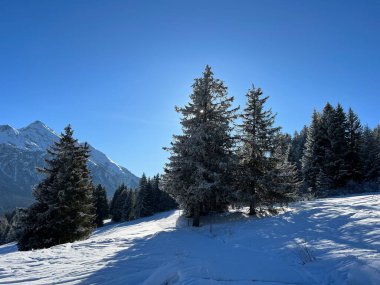 İsviçre Alpleri 'ndeki Valbella ve Lenzerheide tatil beldelerinin üzerindeki kar yağışı sonrası tipik bir kış atmosferindeki alp ağaçlarının resimli gölgeleri - İsviçre' deki Grisonlar Kantonu (Schweiz)