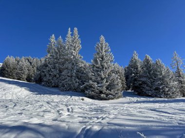İsviçre Alpleri 'ndeki Valbella ve Lenzerheide tatil beldelerinin üzerindeki kar yağışı sonrası tipik bir kış atmosferindeki alp ağaçlarının resimli gölgeleri - İsviçre' deki Grisonlar Kantonu (Schweiz)