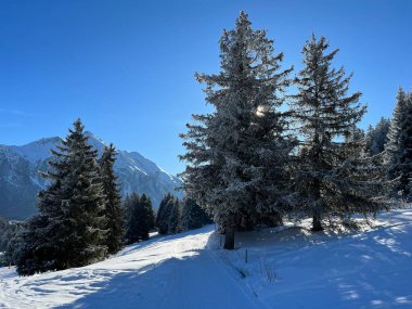 İsviçre Alpleri 'ndeki Valbella ve Lenzerheide tatil beldelerinin üzerindeki kar yağışı sonrası tipik bir kış atmosferindeki alp ağaçlarının resimli gölgeleri - İsviçre' deki Grisonlar Kantonu (Schweiz)