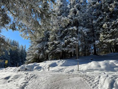 İsviçre Alpleri 'ndeki Valbella ve Lenzerheide tatil beldelerinin üzerindeki kar yağışı sonrası tipik bir kış atmosferindeki alp ağaçlarının resimli gölgeleri - İsviçre' deki Grisonlar Kantonu (Schweiz)
