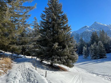 İsviçre Alpleri 'ndeki Valbella ve Lenzerheide tatil beldelerinin üzerindeki kar yağışı sonrası tipik bir kış atmosferindeki alp ağaçlarının resimli gölgeleri - İsviçre' deki Grisonlar Kantonu (Schweiz)