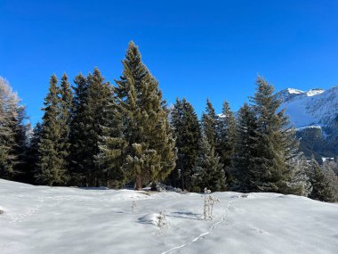 İsviçre Alpleri 'ndeki Valbella ve Lenzerheide tatil beldelerinin üzerindeki kar yağışı sonrası tipik bir kış atmosferindeki alp ağaçlarının resimli gölgeleri - İsviçre' deki Grisonlar Kantonu (Schweiz)