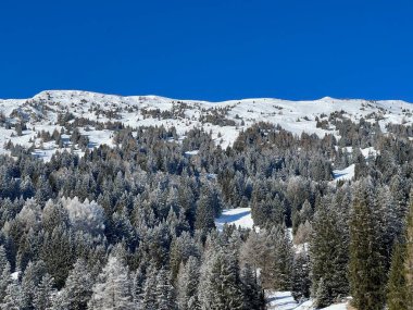 İsviçre Alpleri 'ndeki Valbella ve Lenzerheide tatil beldelerinin üzerindeki kar yağışı sonrası tipik bir kış atmosferindeki alp ağaçlarının resimli gölgeleri - İsviçre' deki Grisonlar Kantonu (Schweiz)