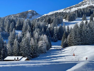 İsviçre Alpleri 'ndeki Valbella ve Lenzerheide tatil beldelerinin üzerindeki kar yağışı sonrası tipik bir kış atmosferindeki alp ağaçlarının resimli gölgeleri - İsviçre' deki Grisonlar Kantonu (Schweiz)