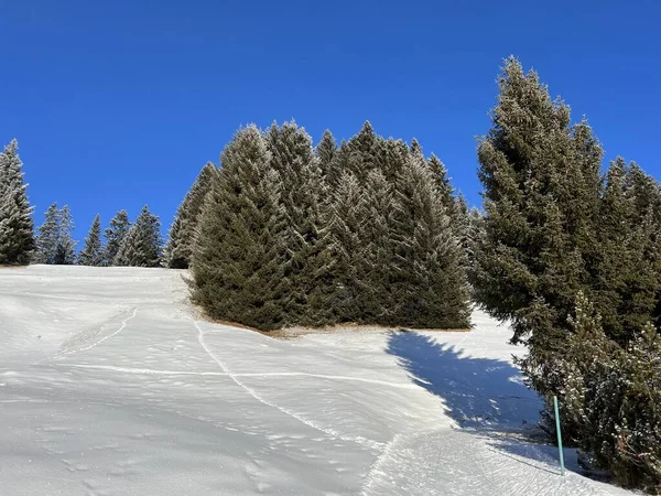 Живописные Навесы Альпийских Деревьев Типичной Зимней Атмосфере После Зимнего Снегопада — стоковое фото