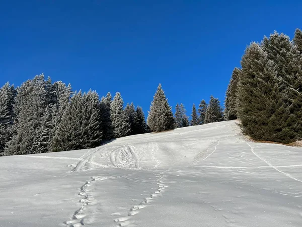 Schilderachtige Luifels Van Alpiene Bomen Een Typische Winterse Sfeer Wintersneeuwval — Stockfoto