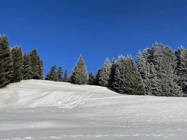 İsviçre Alpleri 'ndeki Valbella ve Lenzerheide tatil beldelerinin üzerindeki kar yağışı sonrası tipik bir kış atmosferindeki alp ağaçlarının resimli gölgeleri - İsviçre' deki Grisonlar Kantonu (Schweiz)