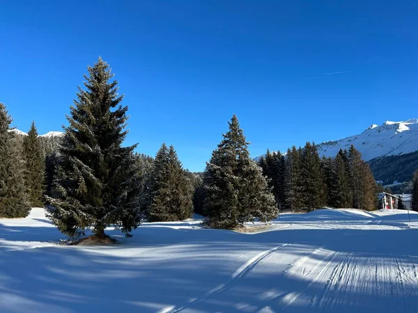 Malerische Baumkronen Typischer Winteratmosphäre Nach Dem Schneefall Über Den Touristenorten — Stockfoto