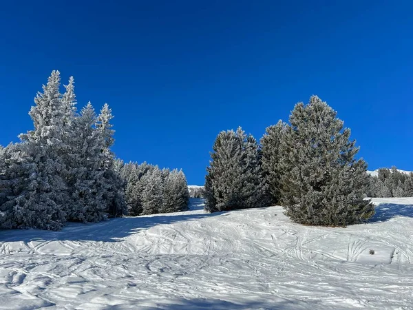 Festői Lombkoronák Alpesi Fák Egy Tipikus Téli Hangulat Után Téli — Stock Fotó