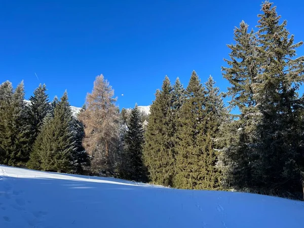 Malebné Baldachýny Alpských Stromů Typické Zimní Atmosféře Zimním Sněžení Nad — Stock fotografie