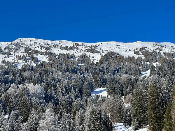 Malebné Baldachýny Alpských Stromů Typické Zimní Atmosféře Zimním Sněžení Nad — Stock fotografie