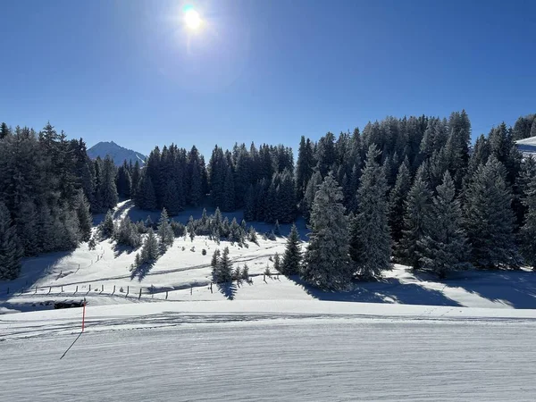 İsviçre Alpleri 'ndeki Valbella ve Lenzerheide tatil beldelerinin üzerindeki kar yağışı sonrası tipik bir kış atmosferindeki alp ağaçlarının resimli gölgeleri - İsviçre' deki Grisonlar Kantonu (Schweiz)