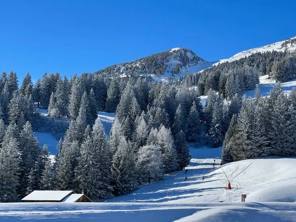 Malownicze Zadaszenia Alpejskich Drzew Typowej Zimowej Atmosferze Zimowych Opadach Śniegu Zdjęcie Stockowe