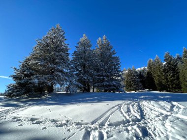 Wonderful winter hiking trails and traces after the winter snowfall above the tourist resorts of Valbella and Lenzerheide in the Swiss Alps - Canton of Grisons, Switzerland (Schweiz)