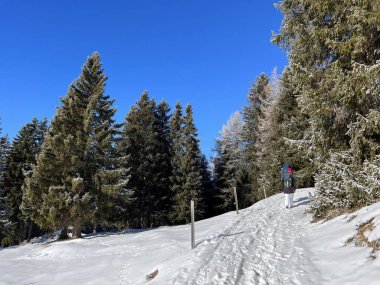 Wonderful winter hiking trails and traces after the winter snowfall above the tourist resorts of Valbella and Lenzerheide in the Swiss Alps - Canton of Grisons, Switzerland (Schweiz)