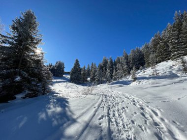 Wonderful winter hiking trails and traces after the winter snowfall above the tourist resorts of Valbella and Lenzerheide in the Swiss Alps - Canton of Grisons, Switzerland (Schweiz)