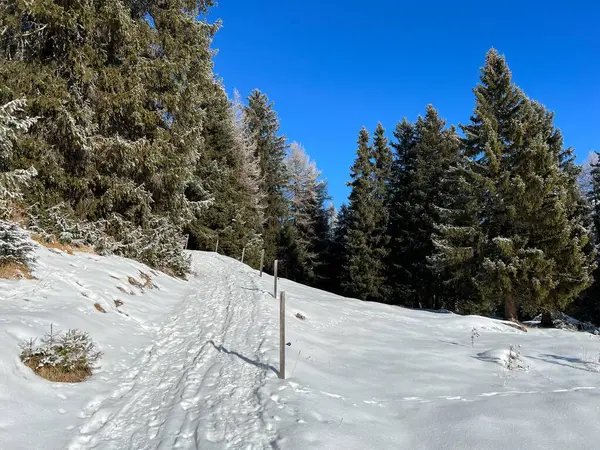 Maravilhosas Trilhas Para Caminhadas Inverno Vestígios Após Queda Neve Inverno — Fotografia de Stock