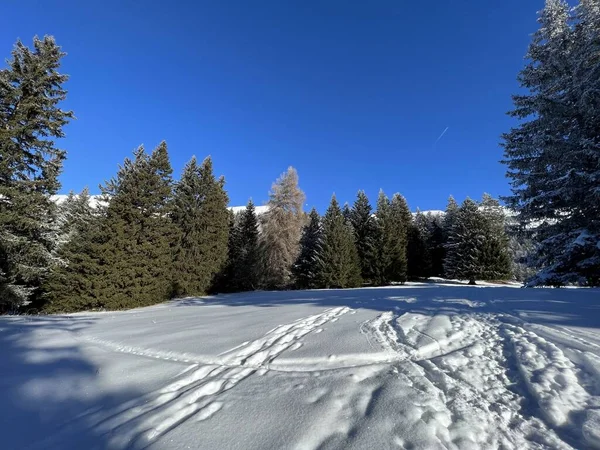 Υπέροχες Διαδρομές Για Χειμερινή Πεζοπορία Και Ίχνη Μετά Χειμερινή Χιονόπτωση — Φωτογραφία Αρχείου