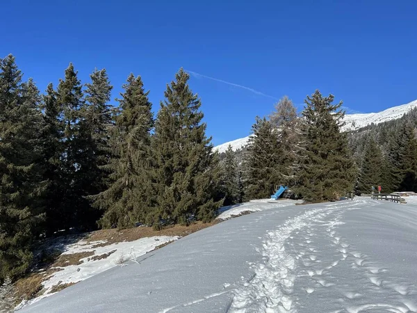 Wonderful Winter Hiking Trails Traces Winter Snowfall Tourist Resorts Valbella — ストック写真