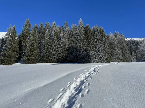 瑞士Grisons州的Valbella和Lenzerheide旅游胜地 在冬季降雪之后 冬季的远足小径和小径令人叹为观止 — 图库照片