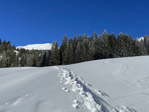 Wonderful winter hiking trails and traces after the winter snowfall above the tourist resorts of Valbella and Lenzerheide in the Swiss Alps - Canton of Grisons, Switzerland (Schweiz)