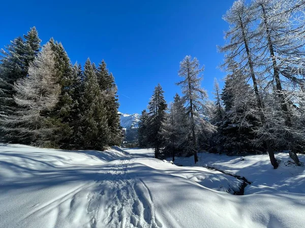 stock image Wonderful winter hiking trails and traces after the winter snowfall above the tourist resorts of Valbella and Lenzerheide in the Swiss Alps - Canton of Grisons, Switzerland (Schweiz)