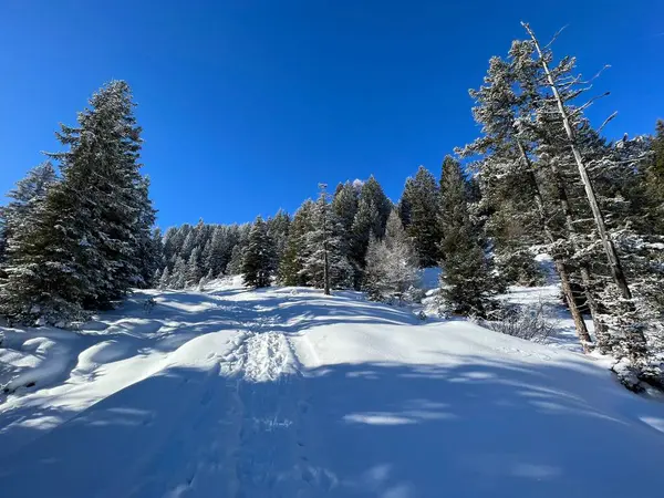 Wunderschöne Winterwanderwege Und Spuren Nach Dem Schneefall Über Den Touristenorten — Stockfoto