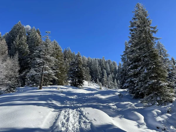 Meravigliosi Sentieri Escursionistici Invernali Tracce Dopo Nevicata Invernale Sopra Località — Foto Stock