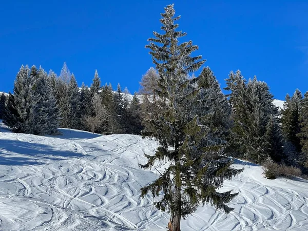Prachtige Winterwandelpaden Sporen Wintersneeuwval Boven Toeristische Plaatsen Valbella Lenzerheide Zwitserse — Stockfoto