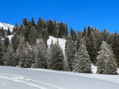 İsviçre Alpleri 'ndeki Valbella ve Lenzerheide tatil beldelerinin üzerindeki kar yağışı sonrası tipik bir kış atmosferindeki alp ağaçlarının resimli gölgeleri - İsviçre' deki Grisonlar Kantonu (Schweiz)