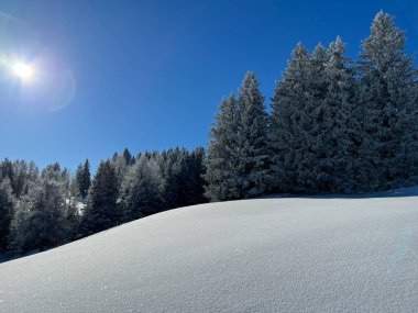 İsviçre Alpleri 'ndeki Valbella ve Lenzerheide tatil beldelerinin üzerindeki kar yağışı sonrası tipik bir kış atmosferindeki alp ağaçlarının resimli gölgeleri - İsviçre' deki Grisonlar Kantonu (Schweiz)