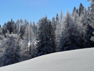 İsviçre Alpleri 'ndeki Valbella ve Lenzerheide tatil beldelerinin üzerindeki kar yağışı sonrası tipik bir kış atmosferindeki alp ağaçlarının resimli gölgeleri - İsviçre' deki Grisonlar Kantonu (Schweiz)