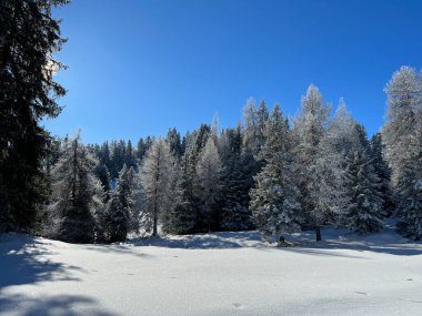 İsviçre Alpleri 'ndeki Valbella ve Lenzerheide tatil beldelerinin üzerindeki kar yağışı sonrası tipik bir kış atmosferindeki alp ağaçlarının resimli gölgeleri - İsviçre' deki Grisonlar Kantonu (Schweiz)
