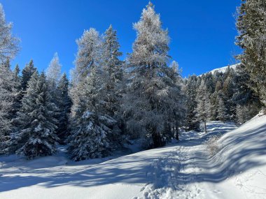İsviçre Alpleri 'ndeki Valbella ve Lenzerheide tatil beldelerinin üzerindeki kar yağışı sonrası tipik bir kış atmosferindeki alp ağaçlarının resimli gölgeleri - İsviçre' deki Grisonlar Kantonu (Schweiz)