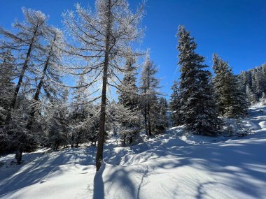 İsviçre Alpleri 'ndeki Valbella ve Lenzerheide tatil beldelerinin üzerindeki kar yağışı sonrası tipik bir kış atmosferindeki alp ağaçlarının resimli gölgeleri - İsviçre' deki Grisonlar Kantonu (Schweiz)